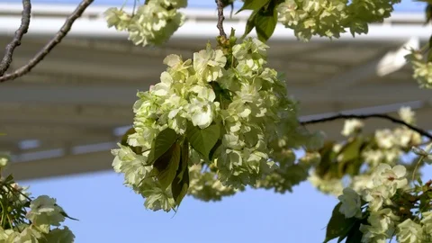 Bouncing Ball of Green Cherry Blossoms in a Park in Kyoto, Japan - 4K UHD Stock Footage 106884812
