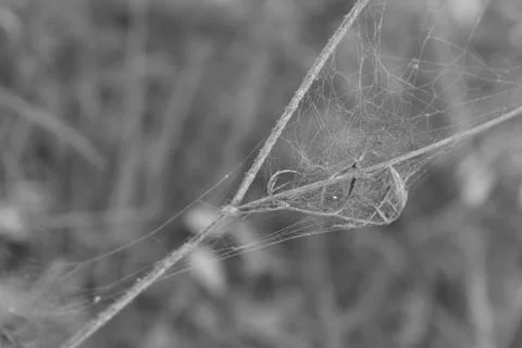 A bouncing catcher mit like a spider net in Tuscany Italy Stock-Fotos