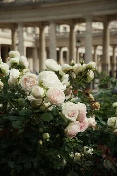 Bouncing flowers in front of the Palais-Royal colonnade, Paris, France Stock Photos