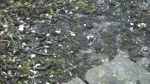 Bouncing hail stones Stock Footage 12665139