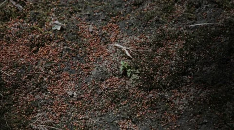 Bouncing Insect Eggs Video stock 8571298