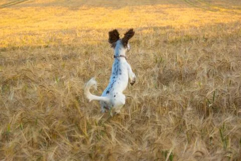 Bouncing Jumping Funny Puppy Leaps in Barley Field Stock Photos