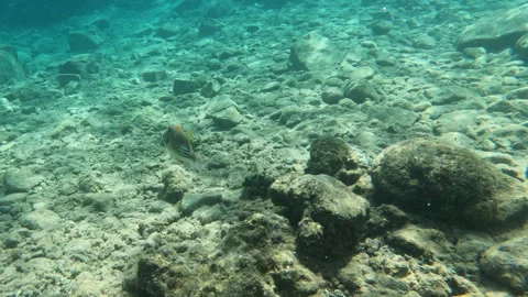 Bouncy Picasso Triggerfish Unique Marine Life Feeding Coral Reef Stock Footage 303602292