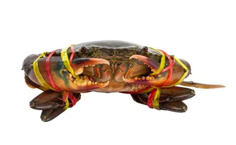 Bound crab Stock Photos