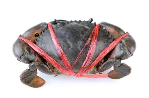 Bound Crab on white background Stock Photos