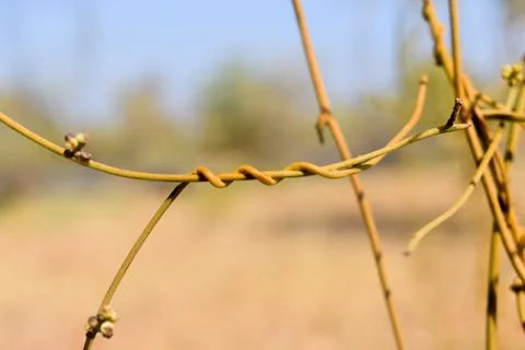 Bound of Creeper Stock Photos