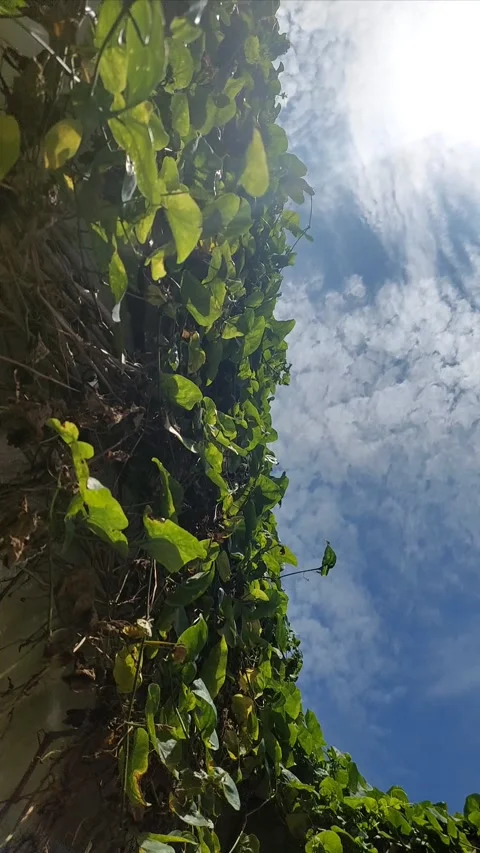 Boundaries and Clouds Stock Footage 303828523