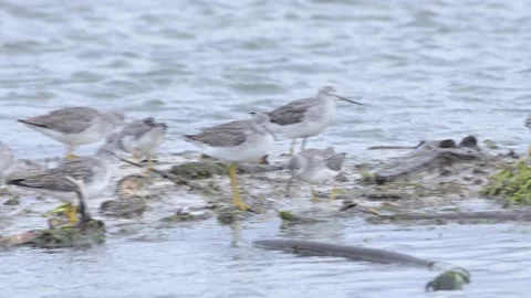 Boundary Bay Yellow Legged Sandpipers Stock Footage 163861453