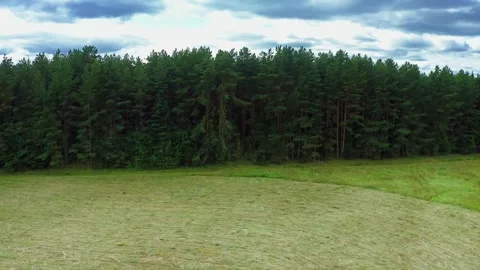 Boundary of Greens, Forest Edge, Wall of Trees. Aerial Drone Shot. Stock-Footage 257778032