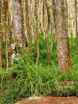 Boundary Marker Sign on Tree in Managed Pine Forest Stock Photos