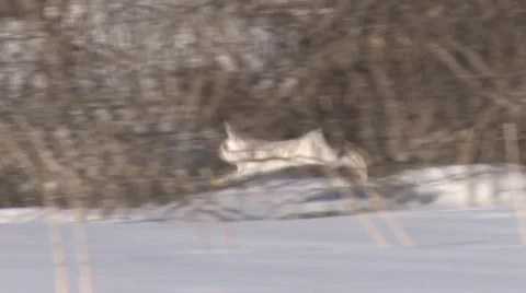 Bounding Hare Stock Footage 3317277