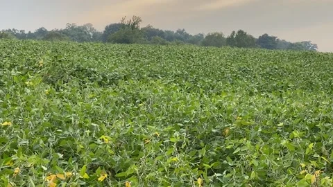 Bounding Through a Bean Field Playing Fetch, Jackson, Missouri, USA - 22 Sep 202 Video stock 205142823