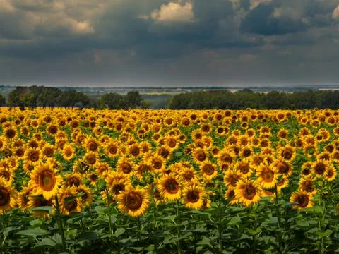 Boundless fields of the blossoming sunflower. Stock Photos