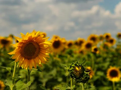 Boundless fields of the blossoming sunflower. Stock Photos
