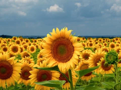 Boundless fields of the blossoming sunflower. Stock-Fotos