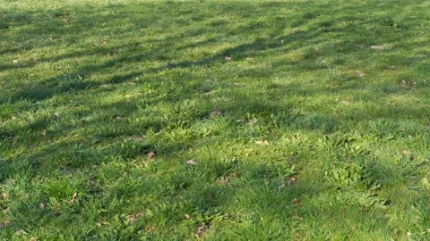 Boundless fresh spring grass with light tree shadow in park Stock Footage 130367806