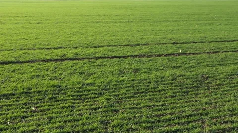 Boundless green fields. Field with winter crops Video stock 119920412
