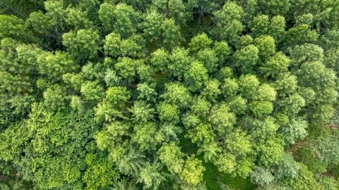 Boundless green rainforest seen from above during Polish summer. Stock Photos