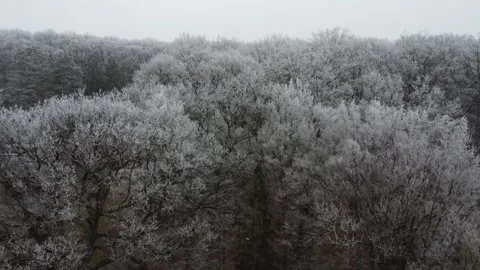 Boundless landscape of snow-covered forest, panorama from a drone. Stock Footage 297675760