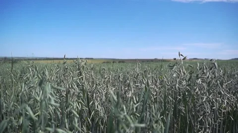 Boundless oat field foreground with a slight tilt-shift effect. Stock Footage 65066997