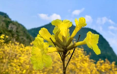 Boundless Tranquility The Beauty of Blue Sky and White Clouds 스톡 사진
