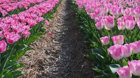 Boundless tulip bed rows with tender flowers and long leaves Stock Footage 129885779