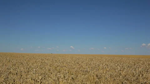 Boundless wheat field Stock Footage 102167335