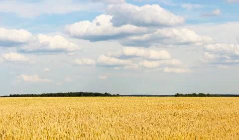 The boundless wheat field Stock Photos