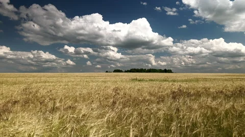 The boundless wheat field under cumulus clouds. Ukrainian wheat. 4k timelapse Stock Footage 220254822