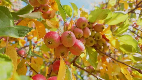 Bounteous display of small, ripe apples still hanging on peak of fall, closeup, Stock Footage 323234132