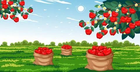 A bountiful apple harvest Stock Illustration