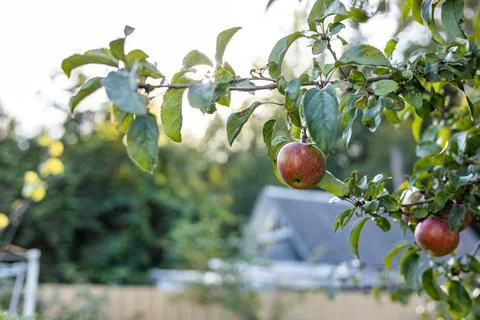 Bountiful apple tree laden with ripe apples. The branches are heavy with frui Foto stock