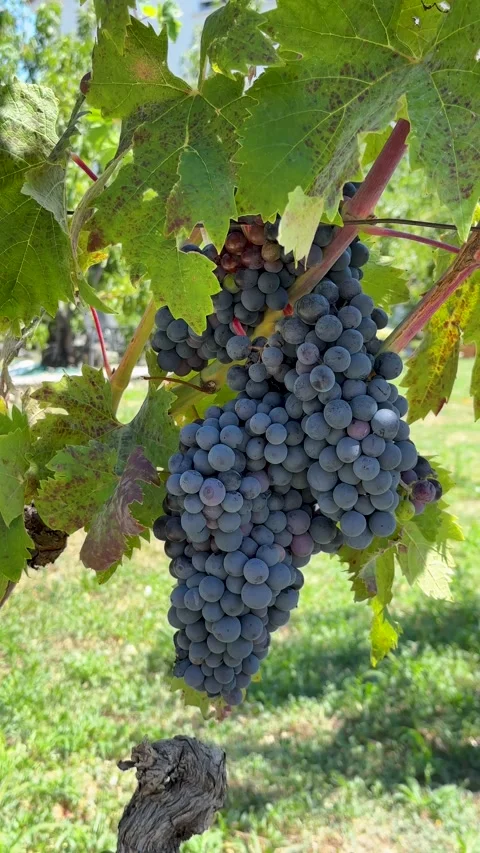 A bountiful bunch of dark purple grapes Cabernet or Merlot hangs heavily on a Stock Footage 315899486