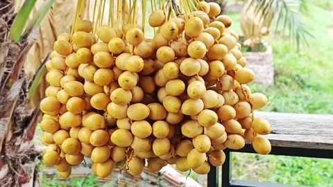 Bountiful Bunch of Fresh Yellow Date Palm Fruits Hanging on Tree. Vídeo Stock 340455263