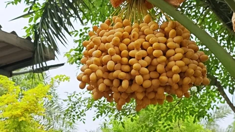 Bountiful Bunch of Fresh Yellow Date Palm Fruits Hanging on Tree. Stock Footage 340488084