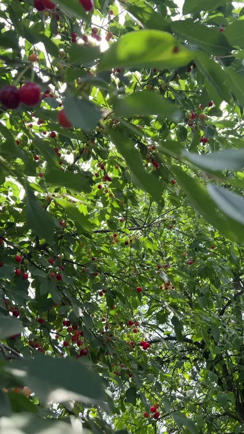 A Bountiful Cherry Tree Flourishing Under the Bright Sunlight of a Beautiful Day Stock Footage 306093747