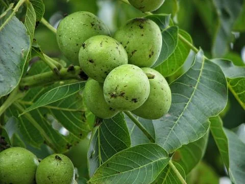 Bountiful Crop Of Walnuts Under Leafy Trees. Vivid Depiction Of Nutladen Tr.. Stock Photos