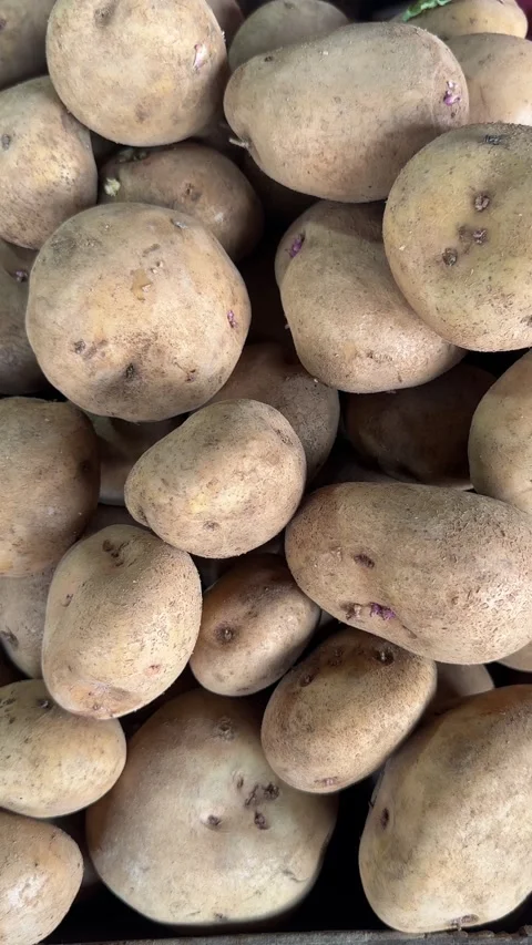 A bountiful display of raw, earthy potatoes, showcasing fresh, unprocessed .. Video stock 325259212