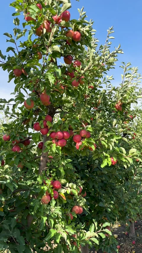 A bountiful display of ripe, ruby-red apples clinging to verdant leaves Stock Footage 317157420