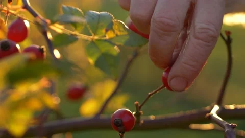 Bountiful Garden Harvest Stock Footage 235908199