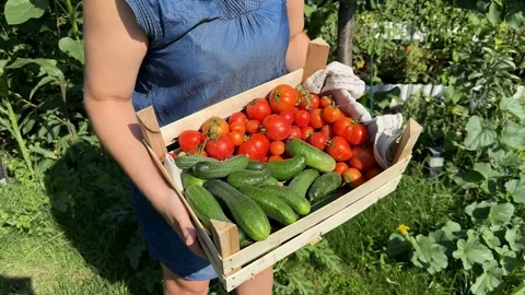 Bountiful Garden Harvest Stock Footage 313867558