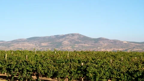 Bountiful Grape Vineyard,  vineyard filled with rows of vibrant green vines, Stock Footage 288906460