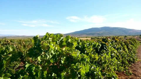 Bountiful Grape Vineyard,  vineyard filled with rows of vibrant green vines, Stock Footage 288907080