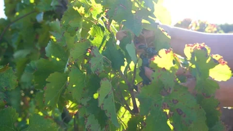 Bountiful Grape Vineyard,  vineyard filled with rows of vibrant green vines, Stock Footage 288907405