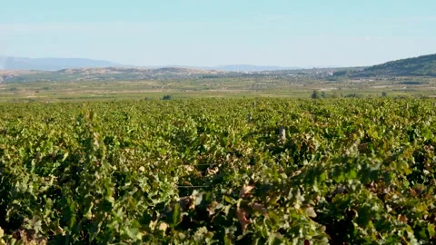 Bountiful Grape Vineyard,  vineyard filled with rows of vibrant green vines, Stock Footage 288908113