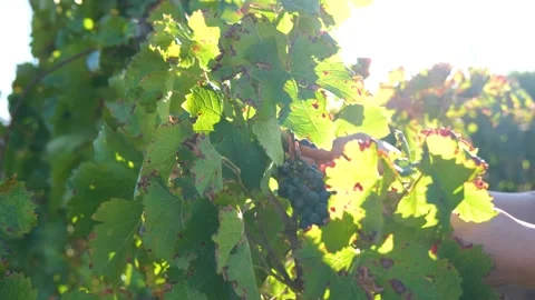 Bountiful Grape Vineyard,  vineyard filled with rows of vibrant green vines, Stock Footage 288908173
