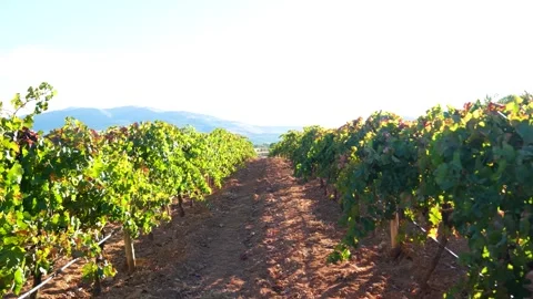 Bountiful Grape Vineyard,  vineyard filled with rows of vibrant green vines, Vidéo 288908603