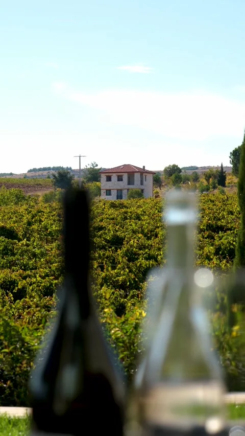 Bountiful Grape Vineyard,  vineyard filled with rows of vibrant green vines, Stock Footage 288908876