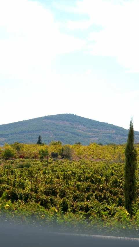 Bountiful Grape Vineyard,  vineyard filled with rows of vibrant green vines, Stock Footage 288938703