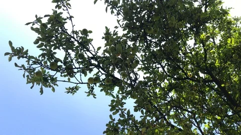 Bountiful harvest of apples, tree branches full of green and yellow apples Stock Footage 93559504